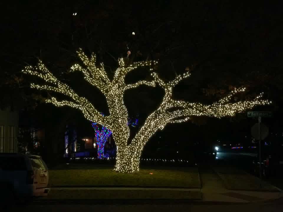 Large front-yard tree fully wrapped in warm white Christmas lights at night